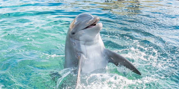 Gulfarium on Okaloosa Island